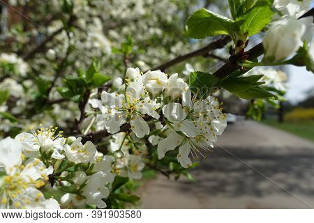 Newly Opened White Flowers Of Sour Cherry Tree In April