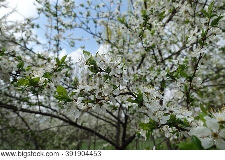 Plenty Of White Flowers Of Sour Cherry Tree Against The Sky