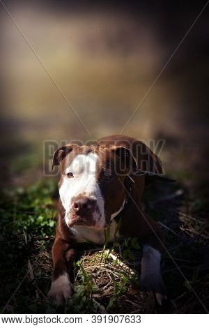 A brown pit bull is lying on the green grass.