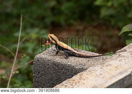 A Beautiful Peninsular Rock Agama (psammophilus Dorsalis), Resting On A Concrete Wall, In An Urban E