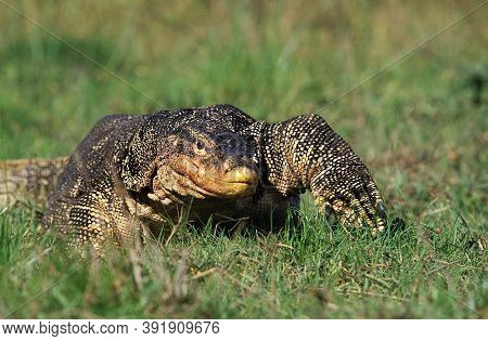 Water Monitor Adult Lizard Varanus Salvator,    Water Monitor Adult Lizard Varanus Salvator,
