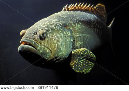 Adult Giant Merou Epinephelus Lanceolatus In Australia