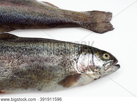 Fresh Rainbow Trout Salmo Gairdneri Against White Background