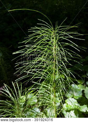 Horsetail Grass Or Puzzlegrass Or Snake Grass In Sunlight Against Dark Shade.