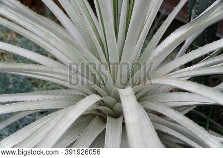 Pale Green Color Of Puya, A Plant From Bromeliad Family