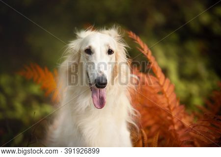 Beautiful Russian Borzoi Dog In The Forest In Fall. Close-up Of Gorgeous And Elegant Dog Breed Russi