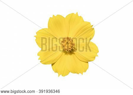 Beautiful Yellow Cosmos Flower (coreopsideae) Isolated On White Background. Object With Clipping Pat