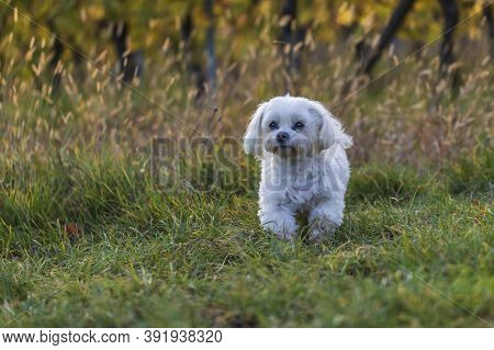 Maltese Dog - White Dog In A Meadow In The Setting Sun