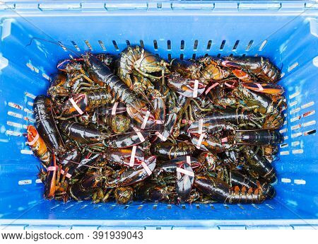 View From Above Looking Down Into A Blue Bin Of Fresh Caught Live Maine Lobsters Ready To Be Cooked 