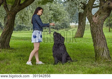 Girl Trains Briard On Open Air In Park.
