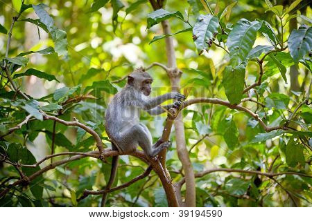 monkey at monkey forest