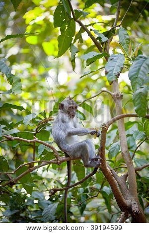 monkey at monkey forest