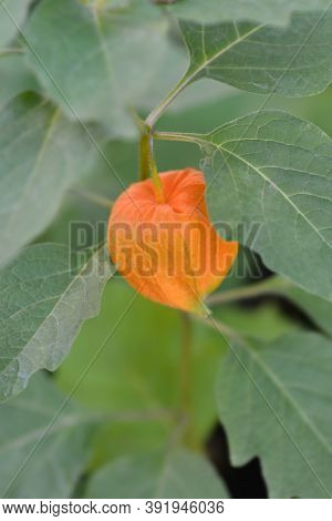 Bladder Cherry - Latin Name - Physalis Alkekengi Var. Franchetii