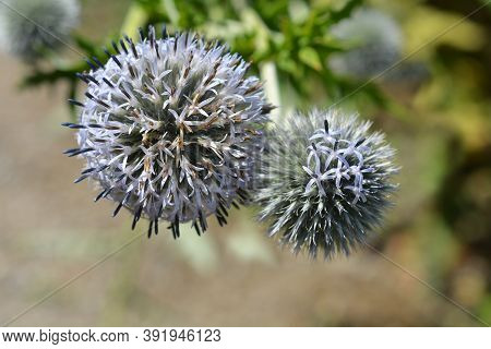 Southern Globethistle Flowers - Latin Name - Echinops Ritro