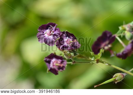 Black Widow Flowers - Latin Name - Geranium Phaeum