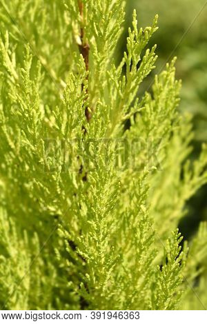 Monterey Cypress Wilma Branch - Latin Name - Cupressus Macrocarpa Wilma