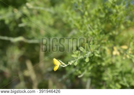 Easter Broom Flower - Latin Name - Genista X Spachiana