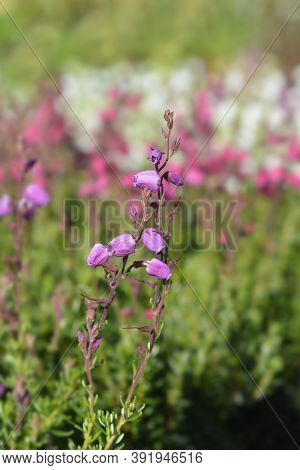 St Dabeocs Heath Pink Flowers - Latin Name - Daboecia Cantabrica