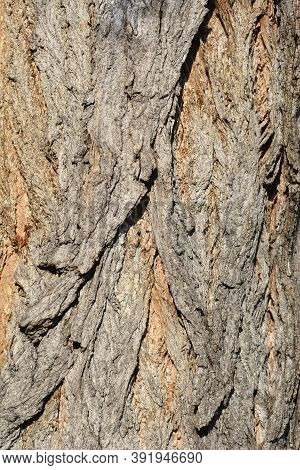 Lombardy Poplar Bark - Latin Name - Populus Nigraa Var. Italica
