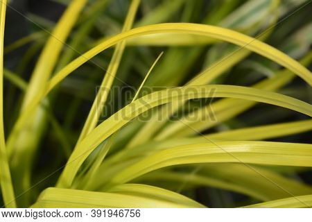 Japanese Sedge Everillo - Latin Name - Carex Oshimensis Everillo