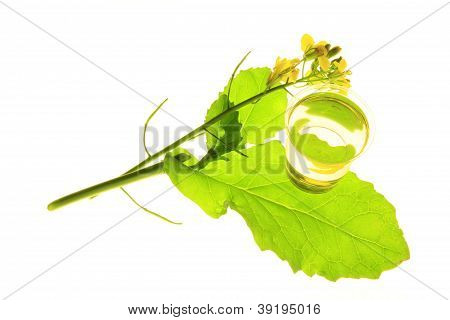 Rostliny řepky (Brassica napus)