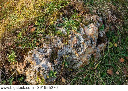 Large Flint Boulder Overgrown With Moss And Plants