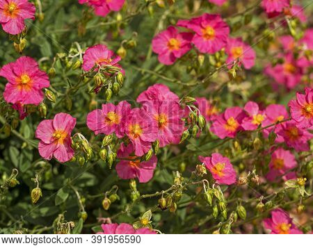 Closeup Of Pretty Pink Flowers Of Rock Rose, Helianthemum Variety Ben Hope