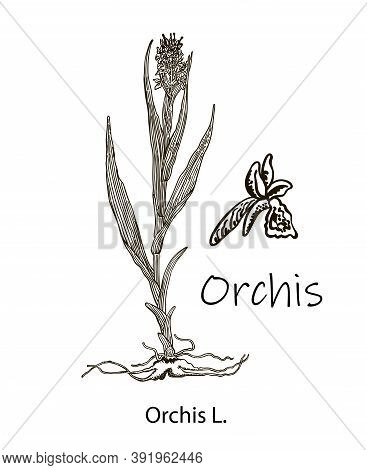 Vector Images Of Medicinal Plants. Detailed Botanical Illustration For Your Design. Biological Addit