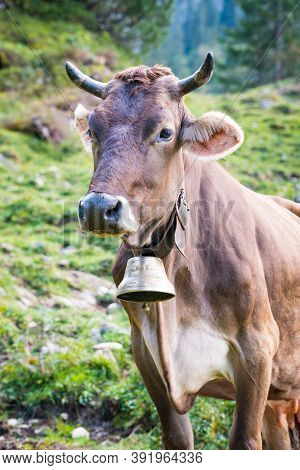 Cow Of Tannheimer Tal On Alpine Mountain Pasture, Summer Evening