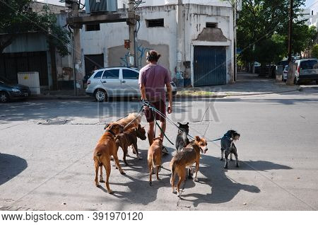 Cordoba, Argentina - January, 2020: Professional Dog Walker Or Pet Sitter Crossing A Street With Dog