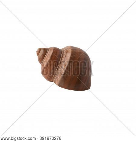Seashell Isolated On White Background. Side View.