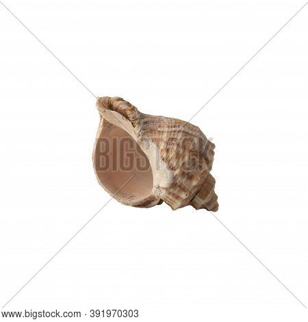 Seashell Isolated On White Background Side View.