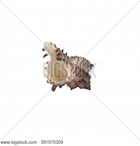 Seashell Isolated On White Background. Side View.