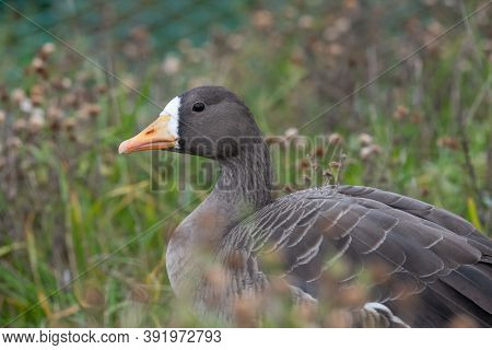 Greenland White Fronted Goose (anser Albifrons Flavirostris)