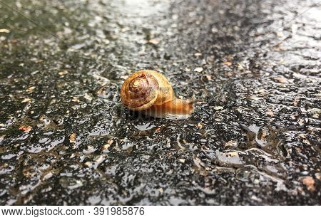 Small Garden Snail In Shell Crawling On Wet Road, Slug Hurry Home. Snail Slug Consist Of Edible Tast
