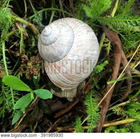 Small Garden Snail In Shell Crawling On Wet Road, Slug Hurry Home. Snail Slug Consist Of Edible Tast