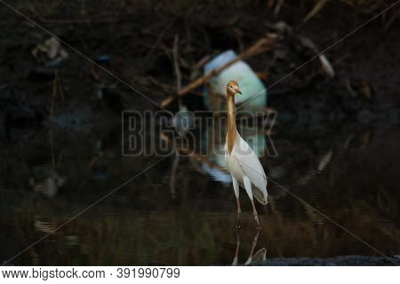 Cattle Egret Are In The Lake Or River