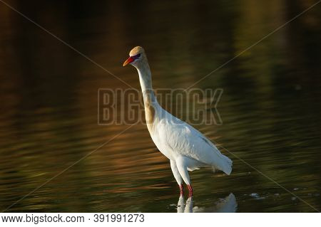 Cattle Egret Are In The Lake Or River