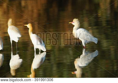 Cattle Egret Are In The Lake Or River