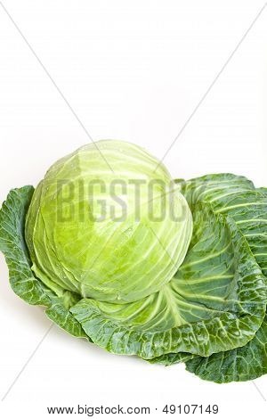 Cabbage