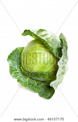Cabbage