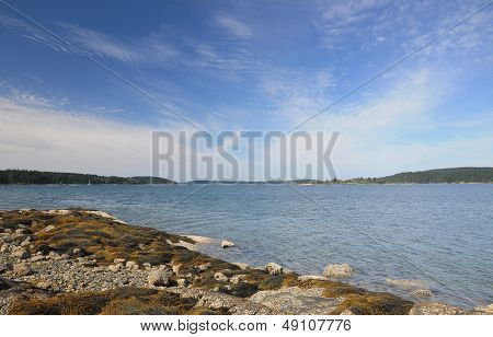 Seaweed On Rocks Of A Maine Inlet