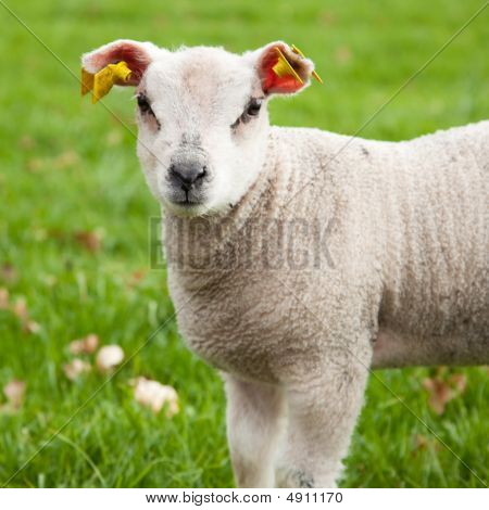 Agneau