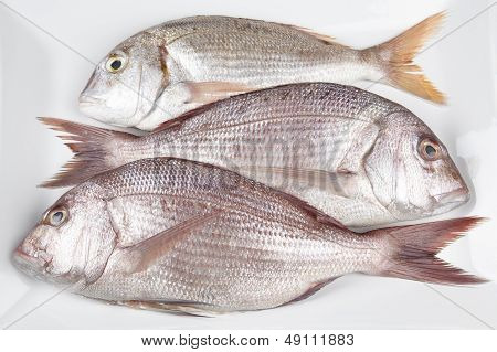 Three Red Sea Breams