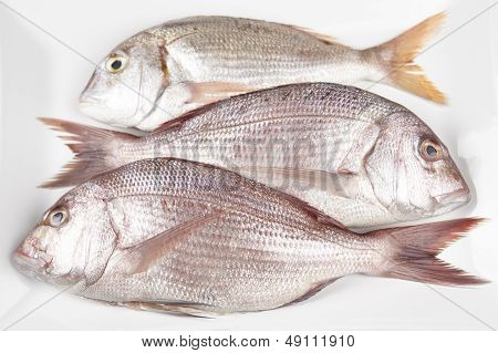 Three Red Sea Breams