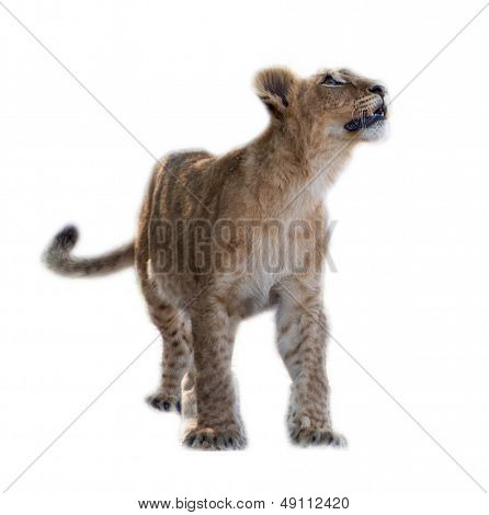 lion Cub