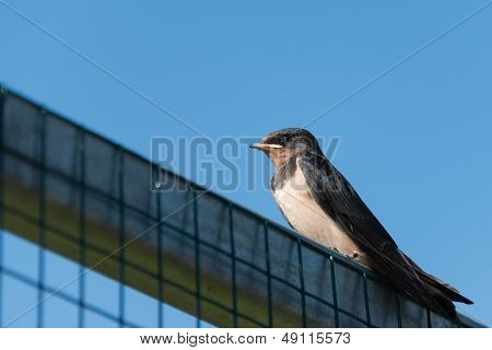 Swallow Bird Perched
