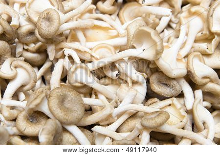 Lentinus Squarrosulas Mont Or White Abalone Mushroom