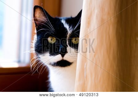 Siyah ve beyaz kedi sarı bir perdenin arkasında saklanıyor