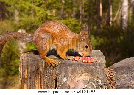 Squirrel With Nuts And Summer Forest On Background Wild Nature Thematic (sciurus Vulgaris, Rodent)